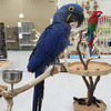 Macaws and african Gray parrott's