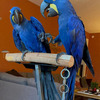 Macaws and african Gray parrott's