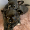 Chihuahua Puppies available for Adoption