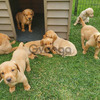 Special Labrador retriever puppies for sale
