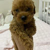 Miniature poodle red brown and black