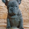 Cute french bulldog puppies for sale