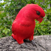 GREY Parrots