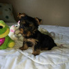 A.K.C. Purebred Yorkie Puppies For Sale