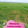 3 Hectares Rice Field Farm 3.6M Net