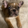 French Bulldog Puppy - Luna 1