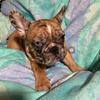 French Bulldog Puppy - Luna 2