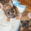 French Bulldog Puppy - Luna 3