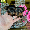 Super cute teacup yorkie puppies 1