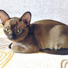 European Burmese kittens 1