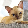 European Burmese kittens 2