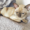European Burmese kittens 3