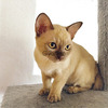European Burmese kittens 4