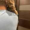 Bengal kitten for sale 3