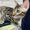 Bengal kitten for sale 4