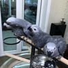 Adult and baby macaw parrots for sale 1