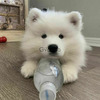 Samoyed puppies for adoption 2