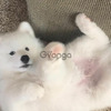 Samoyed puppies for adoption 3
