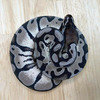 Beautiful boa available for rehoming 1