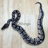Beautiful boa available for rehoming 2
