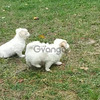 Lhasa apso pups 2