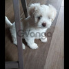 Lhasa apso pups 3