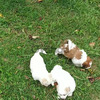 Lhasa apso pups 4