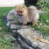 Cute pomeranian puppies for adoption 1