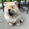 Available Chow Chow Puppies