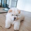 Available Chow Chow Puppies