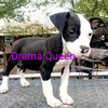 1 female blue nose Staffordshire terrier pit bull puppy for re-home