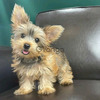 Yorkie Puppies for sale