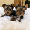 Adorable Yorkie Puppies For Adoption