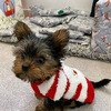 Adorable Yorkie Puppies For Adoption