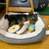 Teacup Yorkie Puppies For Adoption