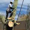 Cactus Removal Services