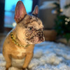 Merle french bulldog for sale