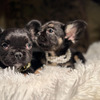 Fluffy frenchies for sale