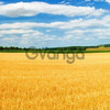 Sale in Ukraine Odessa agricultural land plots 150 ha - 4000 ha