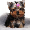 Teacup Yorkie Puppies Needs a New Family