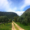 5-Hectare Agricultural Paradise in Erdemli with Greenhouse & Olive Grove 2