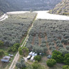 5-Hectare Agricultural Paradise in Erdemli with Greenhouse & Olive Grove 3