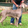 Weimaraner Puppies For Sale In Meerut