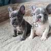 Cachorros de Bulldog Francés Bien Entrenados