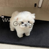 Cachorros malteses hermosos y sanos disponibles