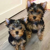 ¡Preciosos cachorros Yorkshire Terrier!