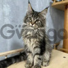 Maine Coon Cats For Sale – Royal Whiskers, Wild Hearts Await