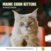 Maine Coon Kittens in Wisconsin – Fluffy Royalty Awaits Your Home