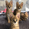 chatons serval disponible a la vente
