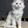 Maine Coon Kittens for Adoption: Your Furry Companion